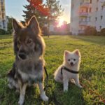 Laika und Mochi